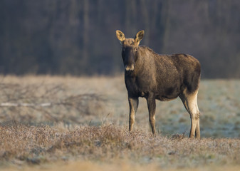 Elk / Moose (Alces alces)