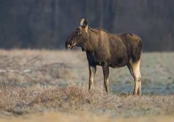 Fototapeta na wymiar Elk / Moose (Alces alces)