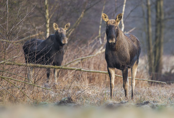 Fototapeta premium Elk / Moose (Alces alces)