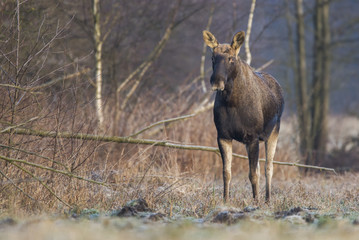 Elk / Moose (Alces alces)