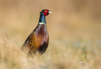 Ringneck Pheasant (Phasianus colchicus)