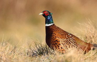 Ringneck Pheasant (Phasianus colchicus)