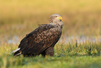 White tailed eagle (Haliaeetus albicilla)