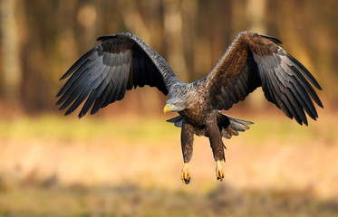 White tailed eagle (Haliaeetus albicilla)