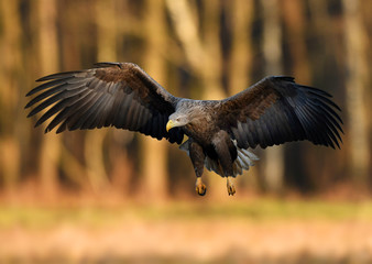 White tailed eagle (Haliaeetus albicilla)