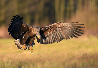 White tailed eagle (Haliaeetus albicilla)