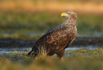 White tailed eagle (Haliaeetus albicilla)