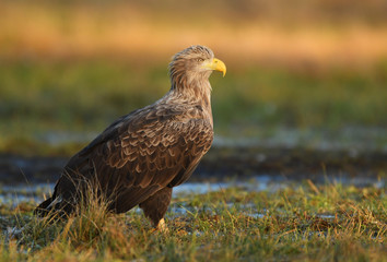 White tailed eagle (Haliaeetus albicilla)