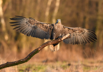 White tailed eagle (Haliaeetus albicilla) - adult