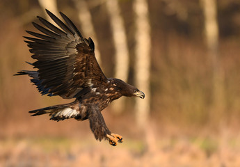 White tailed eagle (Haliaeetus albicilla)