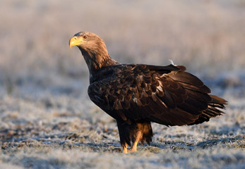 White tailed eagle (Haliaeetus albicilla)