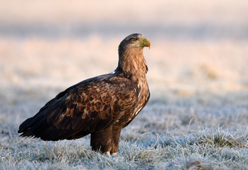White tailed eagle (Haliaeetus albicilla) - adult