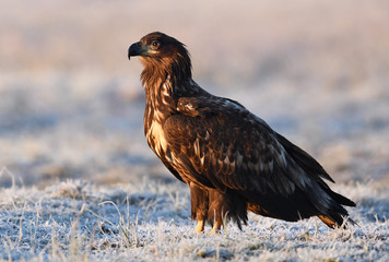 White tailed eagle (Haliaeetus albicilla)