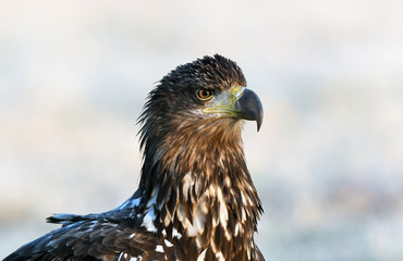 White tailed eagle (Haliaeetus albicilla)