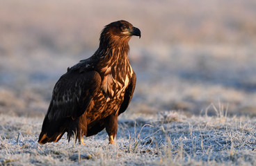 White tailed eagle (Haliaeetus albicilla)