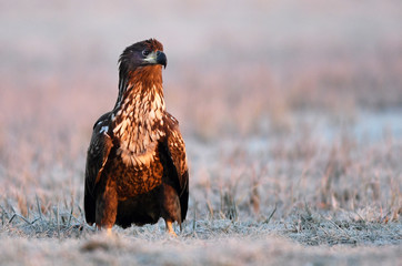 White tailed eagle (Haliaeetus albicilla)