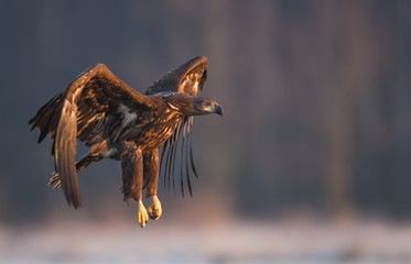 White tailed eagle (Haliaeetus albicilla)
