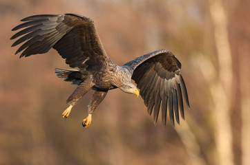 White tailed eagle (Haliaeetus albicilla) - adult