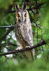 Long-eared owl (Asio otus)