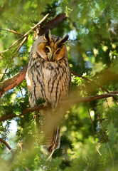 Long-eared owl (Asio otus)