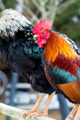 Beautiful posing cock looking at camera. Chickens at petting zoo at country farm market.