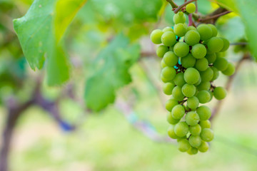 A bunch of green grapes for wine production in Thailand. Fresh grapes that have not yet ripened. Green grapes, waiting to be taken to produce wine.