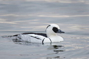 Fototapeta premium Smew (Mergellus albellus)