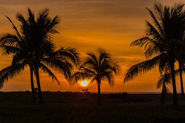 Fototapeta na wymiar Palm Trees and Sunset