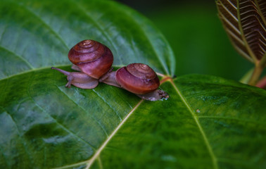 Little snail on leave