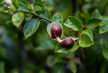 Little snail on leave