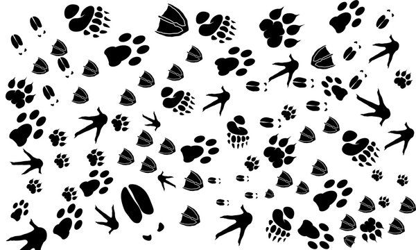 Various Animal Footprint Wallpaper texture, Deer foot, Swan foot,  Tiger Foot, Chicken foot print, Dog foot print vector