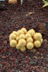 エスコバリア金盃 Escobaria roseana