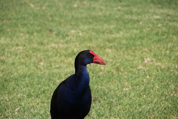 Fototapeta premium Waterbird in park