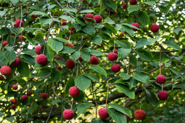 Red fruit berries on Dogwood tree against green leaves