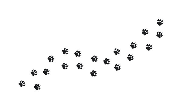 Tiger Walking Foot print designs, Lion Foot print Pattern