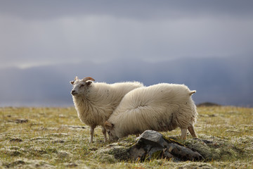 Two sheep grazing on high meadows