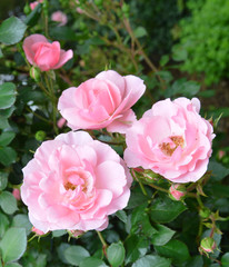 Roses on a bush in a garden.