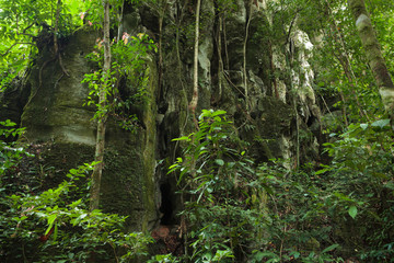 Obraz premium Stone cliff in lush rainforest