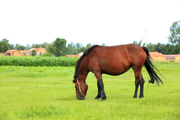 The horse in the grasslands