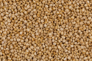 Quinoa seeds close up