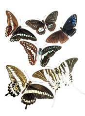 Plakat Illustration of insects.