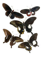 Illustration of insects. © ruskpp