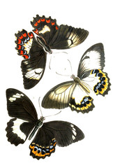 Illustration of insects. © ruskpp