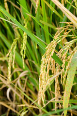 Close up of gloden rise field.