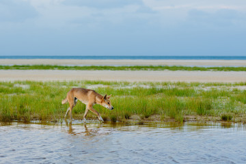 Dingo around the beach in Great Sandy National Park, Fraser Island Waddy Point, QLD, Australia