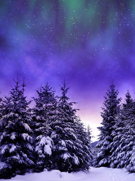 Fototapeta Snowy trees in winter landscape at the night sky with aurora borealis.