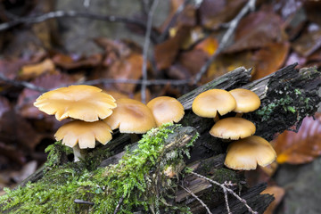 Golden Mushroom on a Log