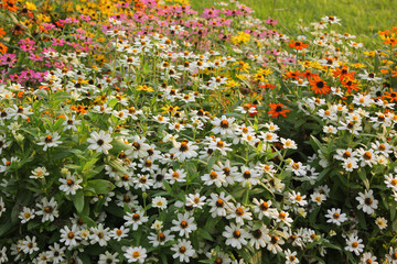 Zinnia flower in the garden