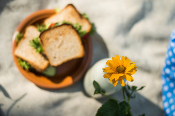 Yellow flower on picnic background with sandwiches