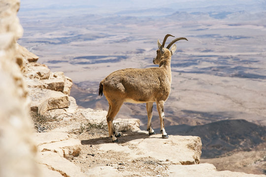 Female Ibex on Ledge